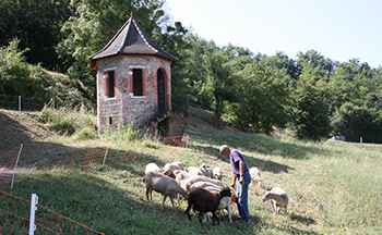 Le troupeau de Jean-Claude Laffargue est installé à la Gloriette depuis le début de l'été. - JPEG - 127.9 ko